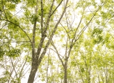 Young tree canopies against a pale sky